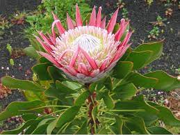 The species in the proteoideae group are native to south africa. 13 Proteas Proteaceae Ideas Planting Flowers Protea Plants