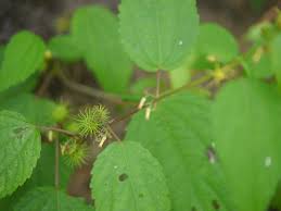 Image result for Triumfetta annua