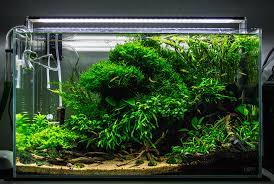 9ia2nbg Png Aquascape Aquarium Aquascape Aquarium Landscape