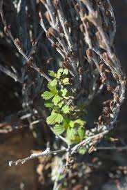 Image result for Myrothamnaceae