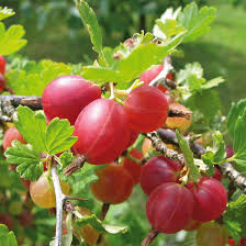 We did not find results for: Obstgeholz Stachelbeere Captivator Manufactum