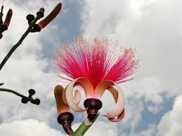 Image result for Pseudobombax