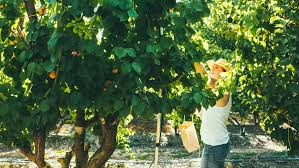 On average, the bloom time for most compatible trees will overlap enough for pollination, but, if you're only planting 2 trees, it's best to plant trees that will. Guide To Pruning Fruit Trees Sunset Magazine