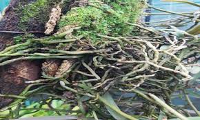 Image result for Rhipidoglossum