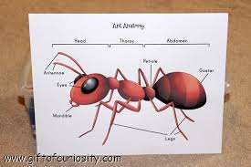 Maybe, you happen to be not very crafty and. Teaching Kids About Ant Anatomy Insect Printable Gift Of Curiosity