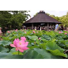 ぶらでぃ ぽさんの投稿 千葉公園 ことりっぷ