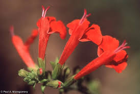 Image result for Salvia coccinea