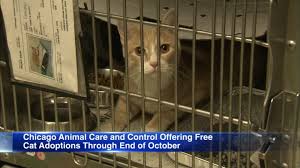 Several places were found that match your search criteria. Chicago Animal Care And Control Waiving Adoption Fees During October Abc7 Chicago