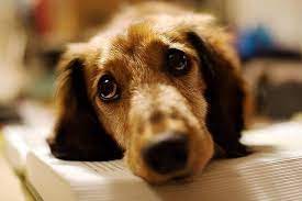 Do Dogs Cry The Truth Behind Dog Tears Doggytastic