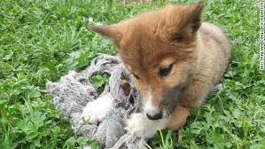 | if you want to get behind the scenes on our latest trip down under, then check out our patreon. Stray Puppy Found In Rural Backyard Is Actually A Dingo Cnn Video