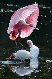 Roseate Spoonbill Landing Guzel Kuslar Hayvan Ve Hayvanlar