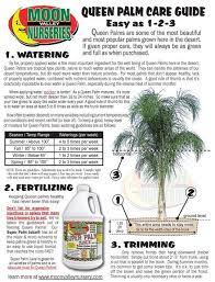 Palm Tree Care Moon Valley Nurseries Phoenix Palm Tree Care Queen Palm Tree Palm Trees Landscaping