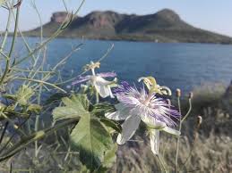 Image result for Passifloraceae
