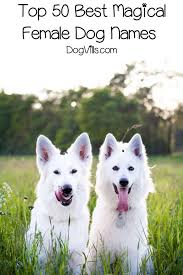 You may fall in love with them! 100 Magical Dog Names Dogvills