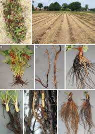 Check spelling or type a new query. Symptoms Of Black Root Rot On Strawberries A Early Above Ground Download Scientific Diagram