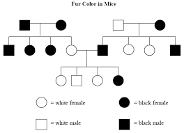 If you ally need such a referred answer key for pedigree problems books that will allow you worth, acquire the agreed best seller from us currently from several preferred authors. Https Www Cusd80 Com Cms Lib Az01001175 Centricity Domain 2192 Pedigree 20worksheet Pdf