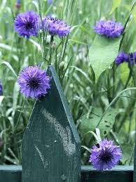 Flower seeds are a simple and affordable way to add beauty to the garden! 15 Of The Easiest Annual Flowers To Grow From Seed Growing Seeds Plants Planting Flowers