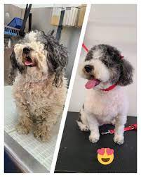 At fancy pup we do our very best to make grooming pleasant for your pet by using positive enforcement and many other professional methods adopted to make. Puppy Love Grooming Facebook