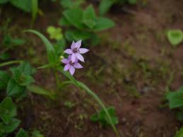 Image result for Iphigenia pauciflora