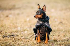 Getting surgical implants or having your german shepherd's ear cropped. At What Age Can You Crop A Miniature Pinscher S Ears
