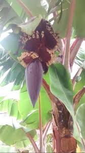 Image result for Musa paradisiaca