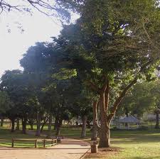 Image result for Trichilia prieuriana