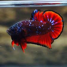 Red Black Star Galaxy Ikan Cupang Ikan