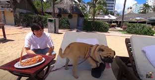 Khoa pug được được biết đến như một youtuber khởi nghiệp từ năm 2018. Khong Há»• Danh Youtuber Giau Ná»©t Vach Ä'á»• TÆ°á»ng Khoa Pug Cáº§m SÆ°Æ¡ng SÆ°Æ¡ng 1 Tá»· Ä'i Xuyen Viá»‡t Kháº³ng Ä'á»‹nh Má»™t Cau Ai Nghe Xong CÅ©ng Sá»'c