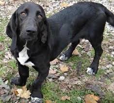 Black And White Basset Hound Mix 16 Unreal Basset Hound Cross Breeds You Have To See To Believe In 2020 Basset Hound Mix Lab Mix Puppies Basset Hound