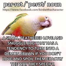 Birds Of A Feather Lyrics Chicken Girls Definition Of Parrot Parrot Dont Love Snuggles