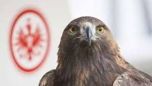 Download eintracht frankfurt adler app for android on aptoide right now! Eintracht Frankfurt Sge Einzelkritik Wie Haben Sich Die Adler Gegen Benfica Lissabon Geschlagen Eintracht