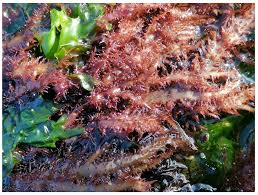 Image result for Swertia tetrandra