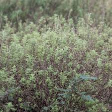 Image result for Salacia leptoclada