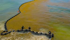 Una masiva oleada de sargazo llega a costas de Quintana Roo, cubriendo las principales playas turísticas
