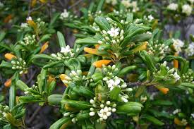 I inherited several of these planted as a hedge, poorly pruned into a little rectangular box. Pittosporum Tobira Wikipedia