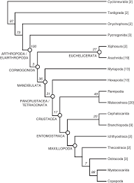 Check out amazing euarthropoda artwork on deviantart. Arthropod Fossil Data Increase Congruence Of Morphological And Molecular Phylogenies Nature Communications