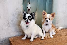 Wir sind alle schon lange ehrenamtlich im tierschutz tätig. Oldesloer Tierheim Vermittelt Ausgesetzte Chihuahuas