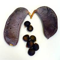 We did not find results for: Kentucky Coffeetree Ontario Ca
