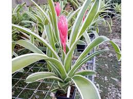 Image result for Aechmea