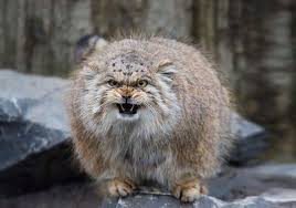 Манул (felis manul или otocolobus manul) — это дикое животное, принадлежащее к семейству кошачьих и подсемейству малых кошек. Kot Manul Ego Povadki Obraz Zhizni Mesta Obitaniya Video Foto