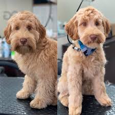 16 new goldendoodle haircut guide pictures. Namast Ay Dog Spa 41 Photos 54 Reviews Pet Groomers 1408 El Camino Real Belmont Ca Phone Number