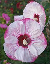 Check spelling or type a new query. Top 10 Summer Blooming Perennials English Gardens
