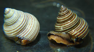 Image result for Galeomma