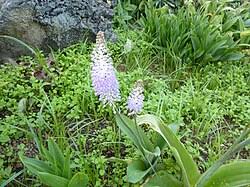 Image result for Scilla benguellensis