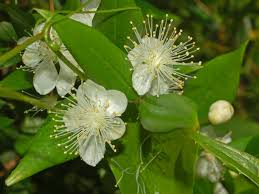 Image result for Myrtaceae