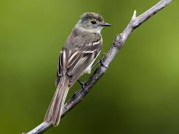 Image result for Hermannia eenii