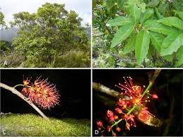 Image result for Cunoniaceae