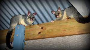 We did not find results for: The Science That Stops Possums Eating Your Garden Pursuit By The University Of Melbourne