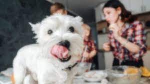 Can Dogs Eat Salt Healthy Paws