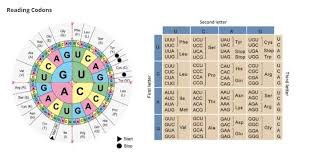 Please Help Me Brainliest Using The Codon Wheel Or Chart